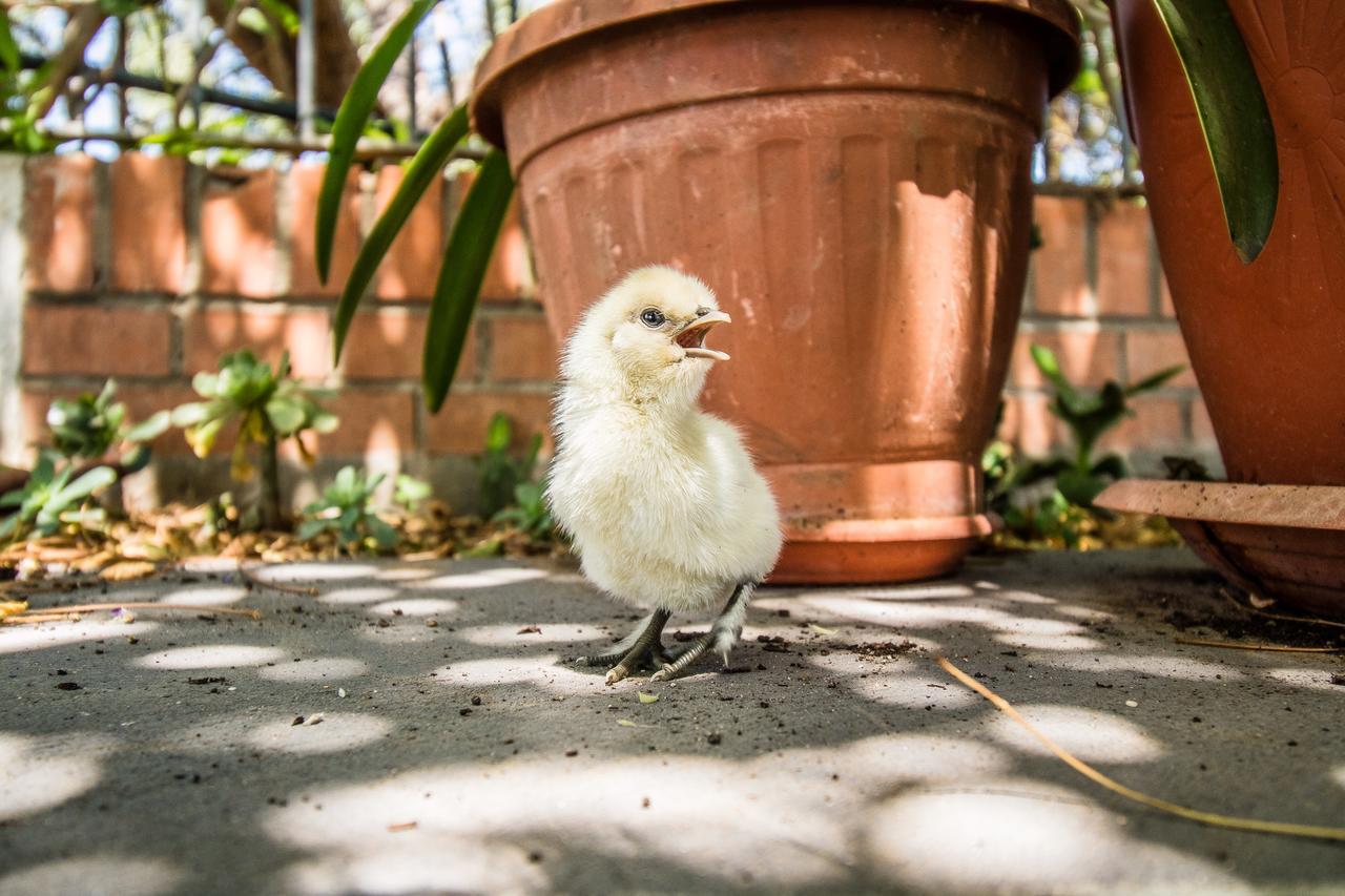 Il Gallo Con Gli Stivali テルモリ エクステリア 写真