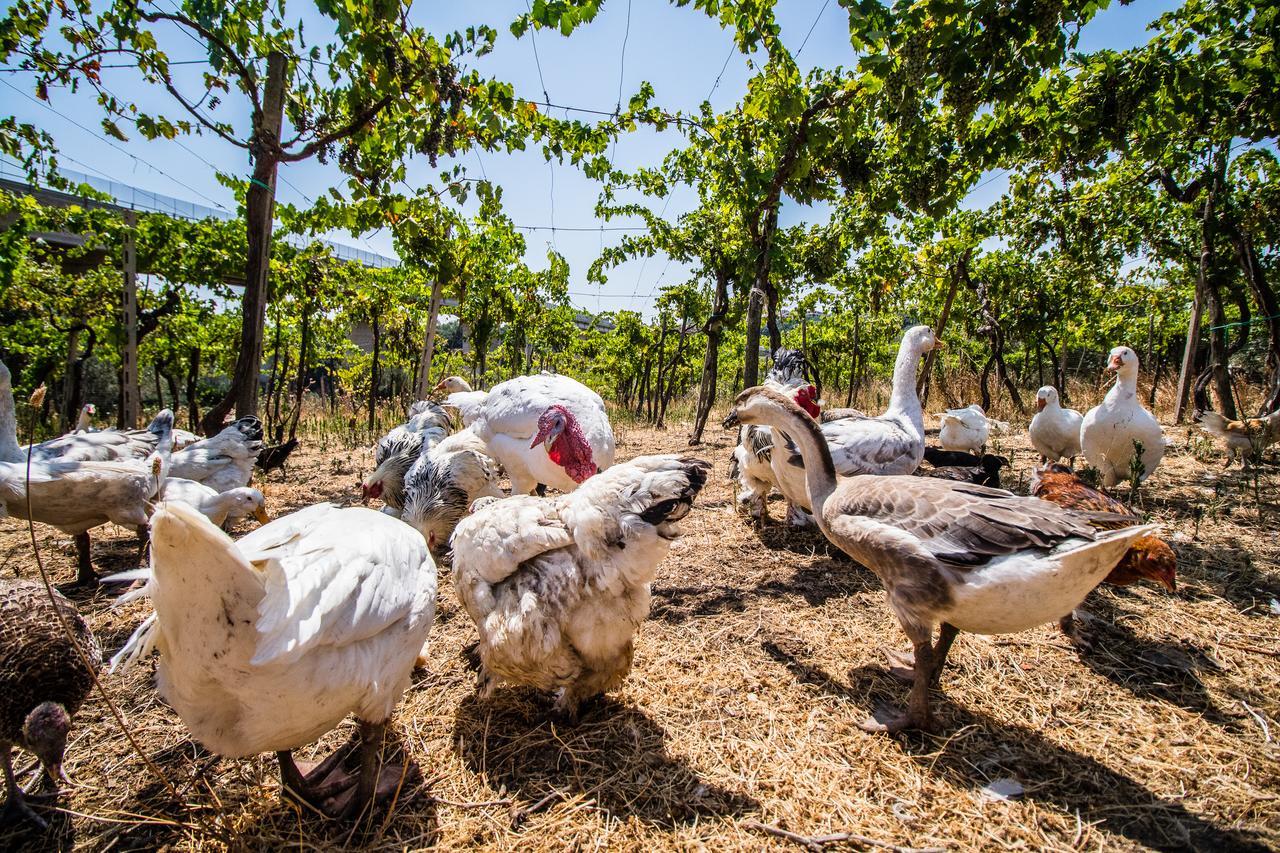 Il Gallo Con Gli Stivali テルモリ エクステリア 写真