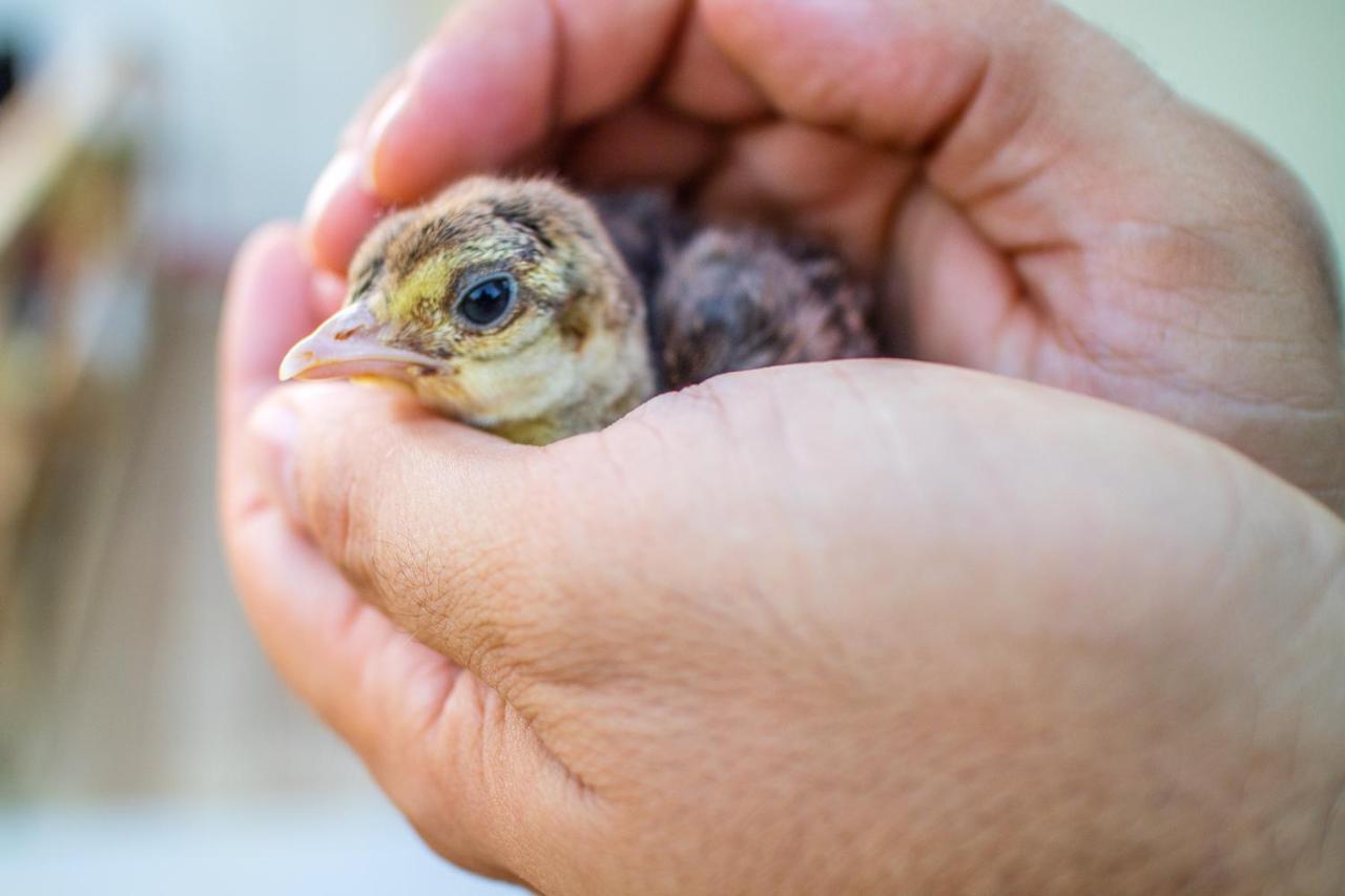Il Gallo Con Gli Stivali テルモリ エクステリア 写真