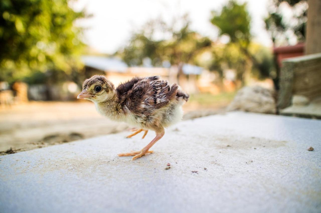 Il Gallo Con Gli Stivali テルモリ エクステリア 写真