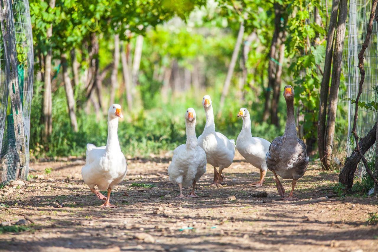 Il Gallo Con Gli Stivali テルモリ エクステリア 写真