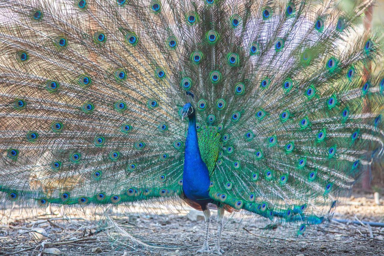 Il Gallo Con Gli Stivali テルモリ エクステリア 写真