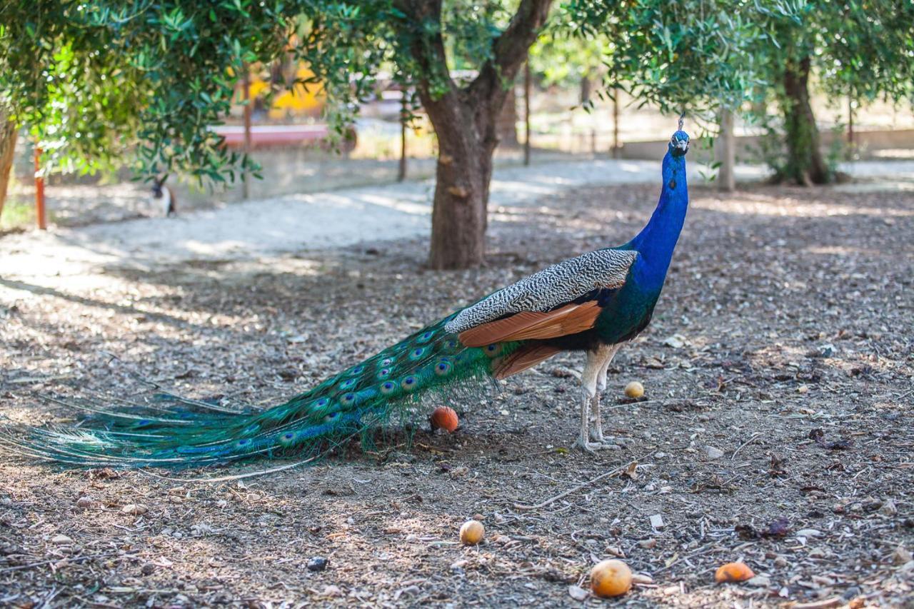 Il Gallo Con Gli Stivali テルモリ エクステリア 写真