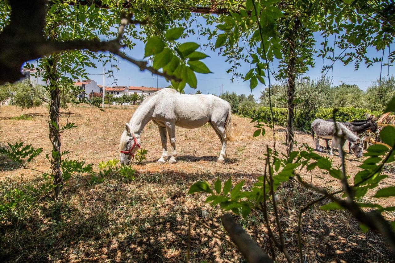 Il Gallo Con Gli Stivali テルモリ エクステリア 写真