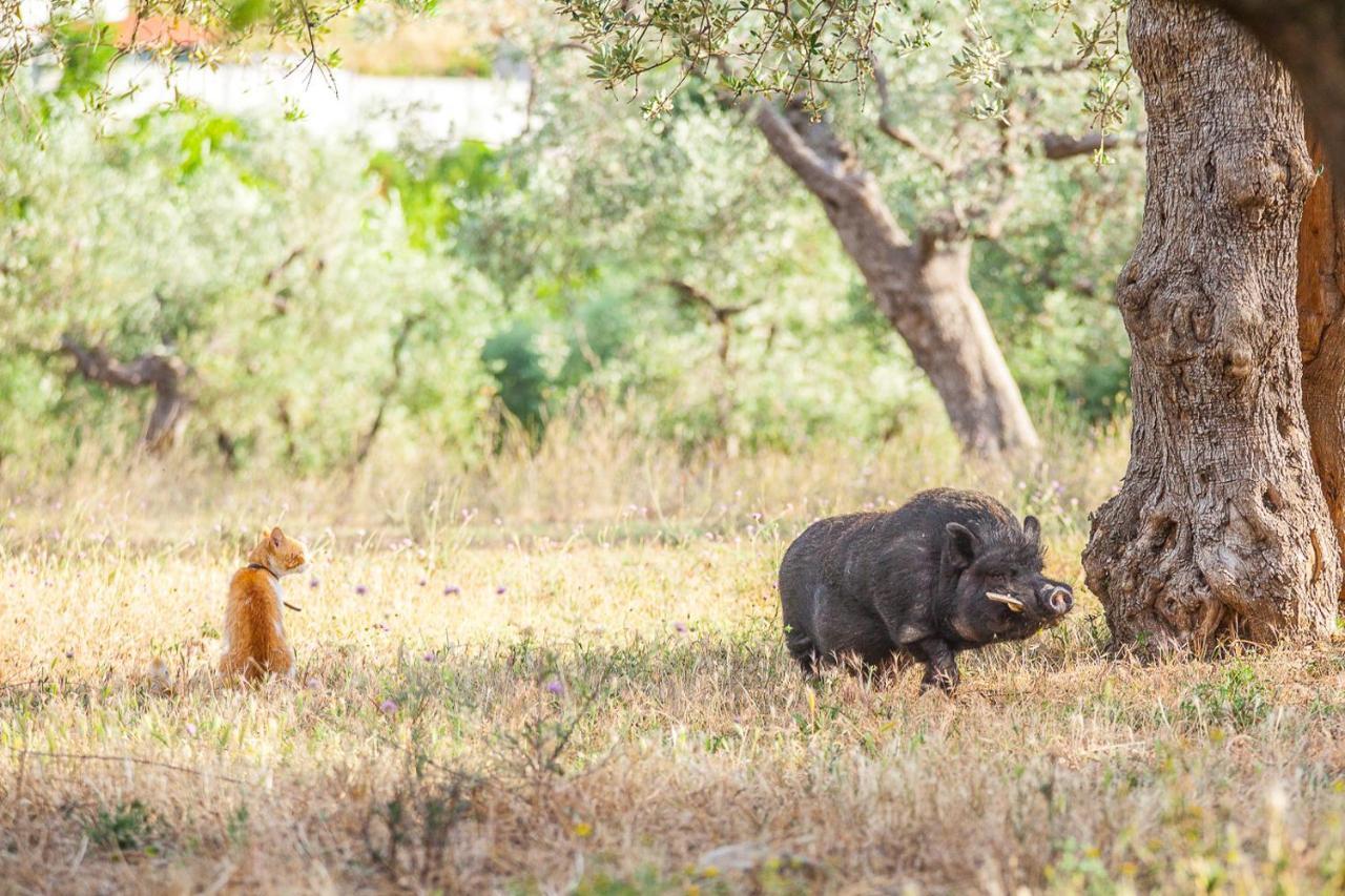 Il Gallo Con Gli Stivali テルモリ エクステリア 写真